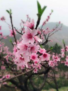 那年花开月正圆全集免费观看